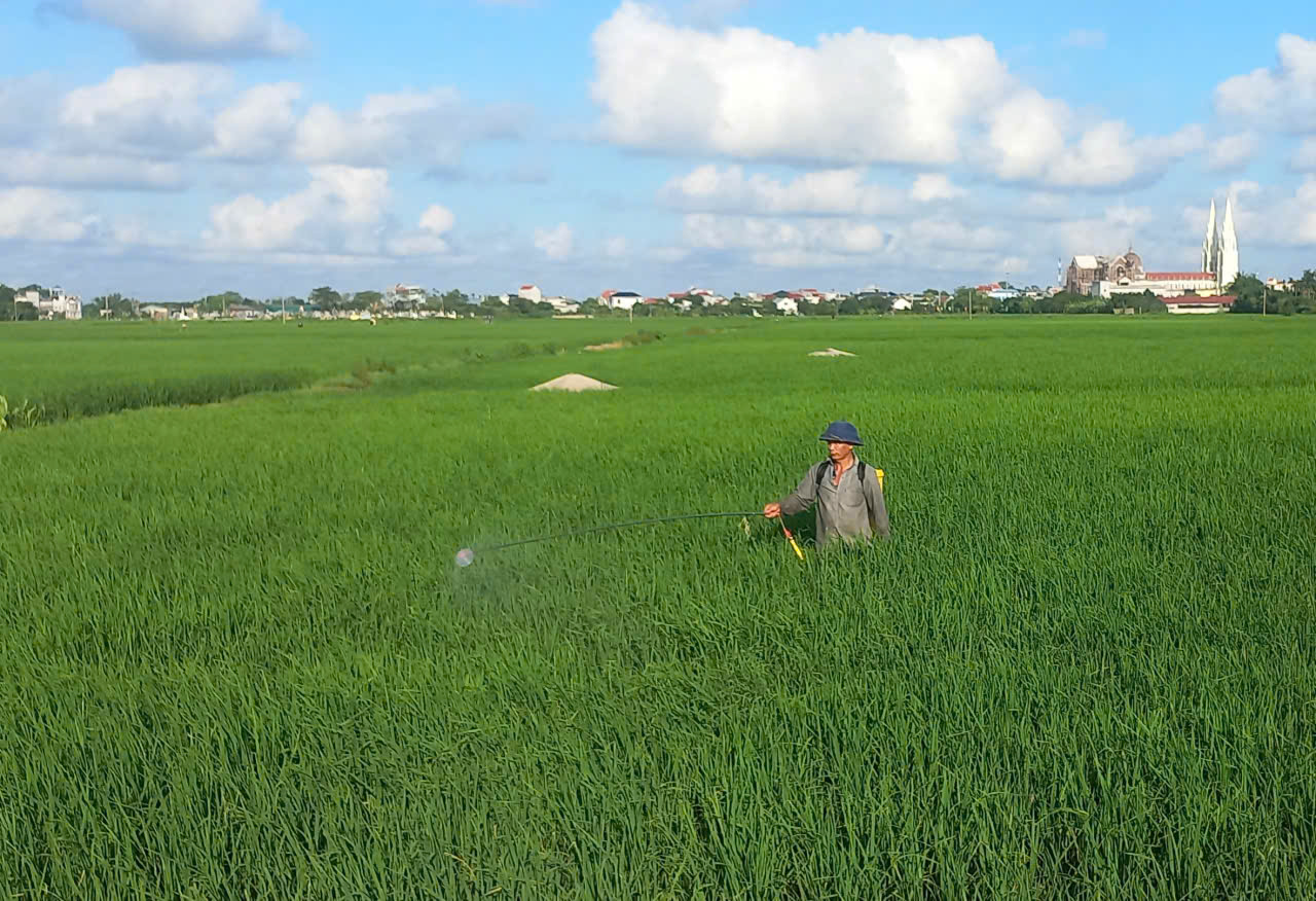 Nông dân Vũ Tiên tập trung phun trừ sâu bệnh bảo vệ lúa mùa