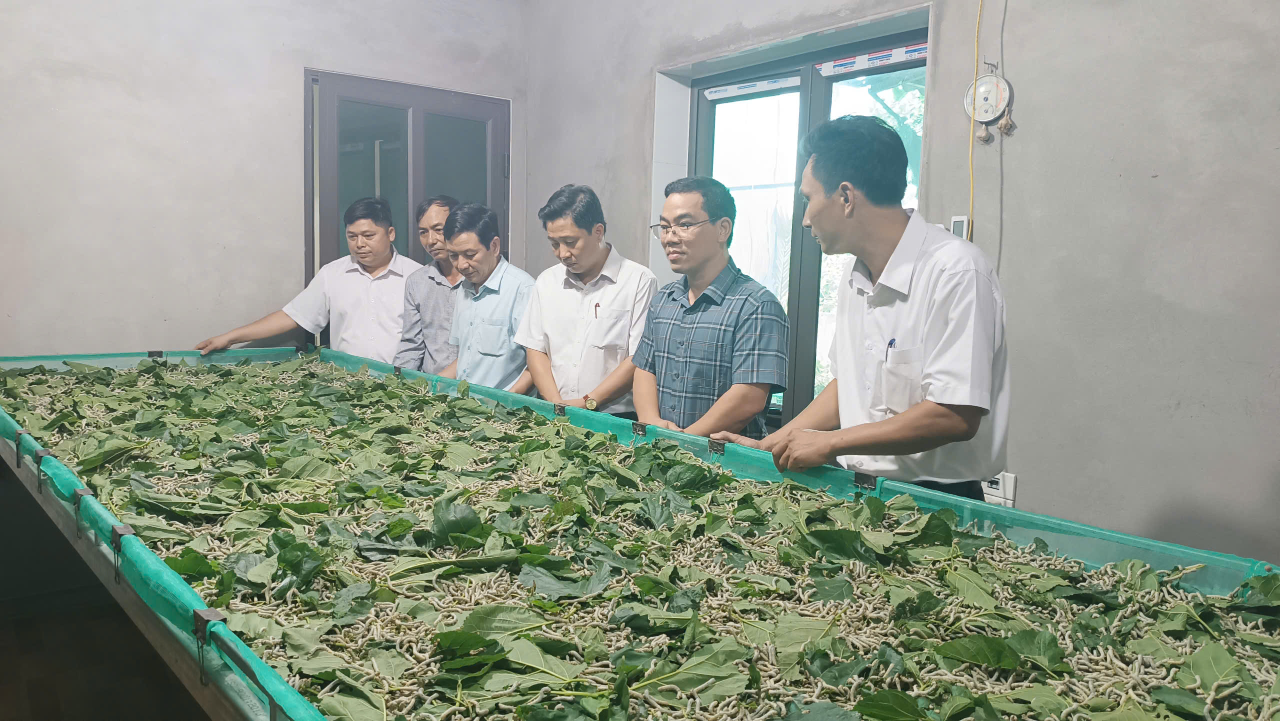 Lãnh đạo xã Vũ Tiên thăm mô hình sản xuất dâu tằm tại Hợp tác xã Nông nghiệp Hồng Phong