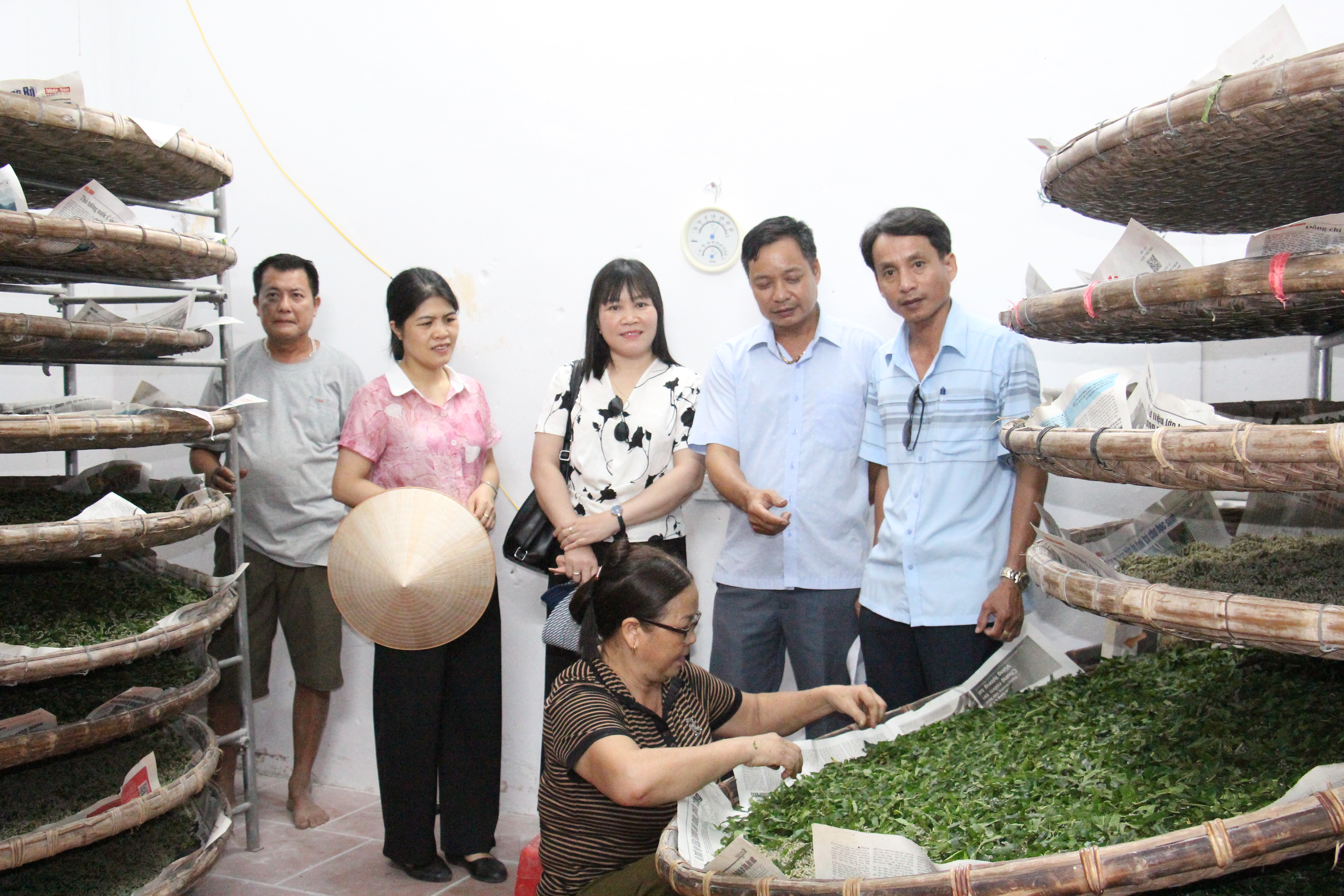 Vũ Tiên phát triển nghề trồng dâu, nuôi tằm